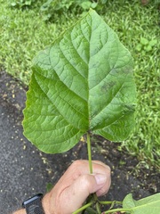 Clerodendrum chinense