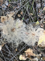 Clematis occidentalis