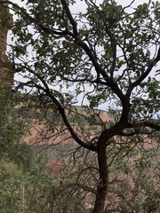 Quercus gambelii