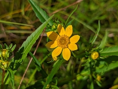 Bidens
