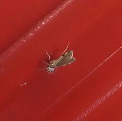 Pyraustinae