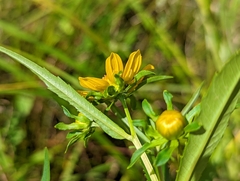 Bidens