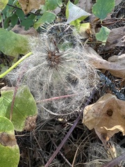 Clematis occidentalis