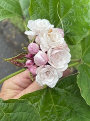 Clerodendrum chinense
