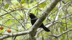 Tachyphonus coronatus