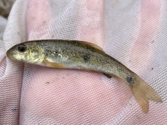Catostomus commersonii