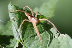 Pisaurina