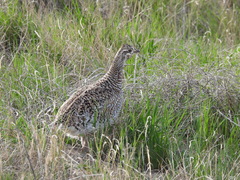 Tympanuchus phasianellus