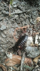 Panesthiinae