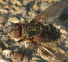 Pollenia
