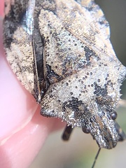 Brochymena