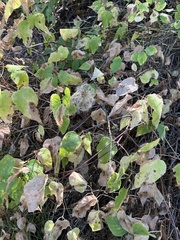 Clematis occidentalis