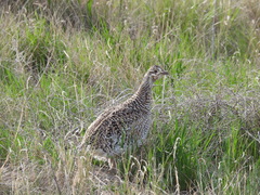 Tympanuchus phasianellus