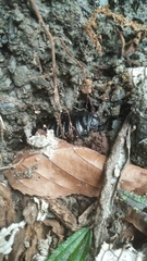 Panesthiinae