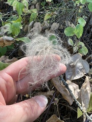 Clematis occidentalis
