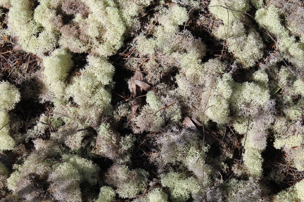 Cladonia image
