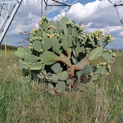 Opuntia joconostle