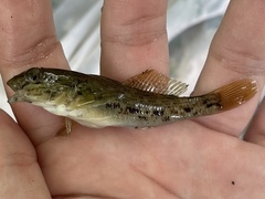 Neogobius melanostomus