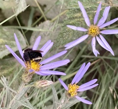 Bombus vosnesenskii
