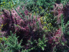 Cuscuta epithymum