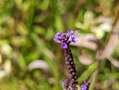 Verbena hastata