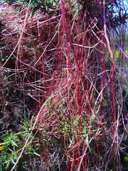Cuscuta epithymum