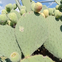 Opuntia joconostle