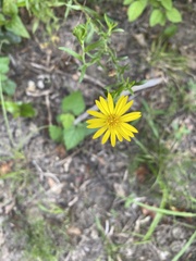 Bradburia pilosa