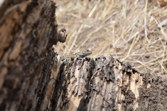 Sceloporus occidentalis bocourtii