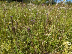 Verbena hastata