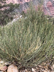 Ephedra