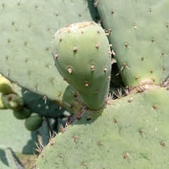 Opuntia joconostle