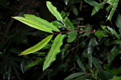 Syzygium ingens