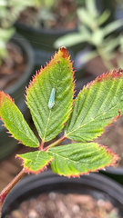 Graphocephala atropunctata