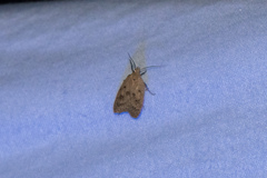 Machimia tentoriferella