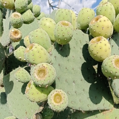 Opuntia joconostle