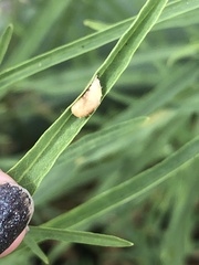 Dioprosopa clavata