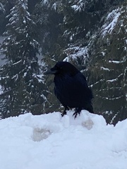 Corvus corax principalis