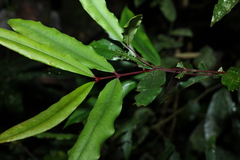 Syzygium ingens