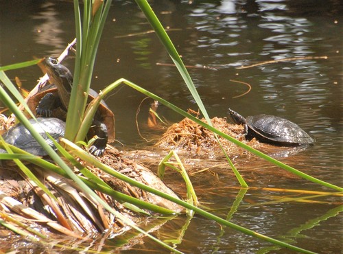 Trachemys stejnegeri