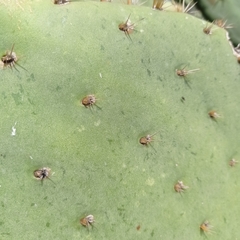 Opuntia joconostle