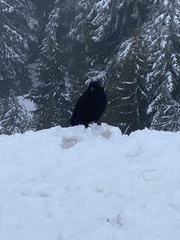 Corvus corax principalis