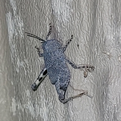 Trimerotropis pallidipennis