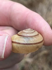 Helminthoglypta traskii