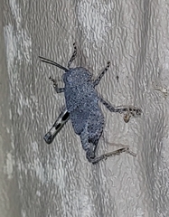 Trimerotropis pallidipennis