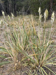 Iris missouriensis