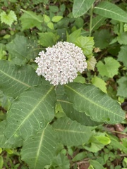 Asclepiadoideae