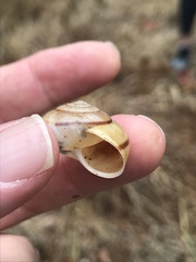 Helminthoglypta traskii