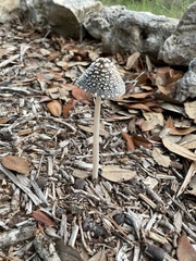 Coprinopsis picacea
