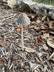 Coprinopsis picacea